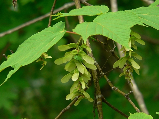 {Acer pensylvanicum}